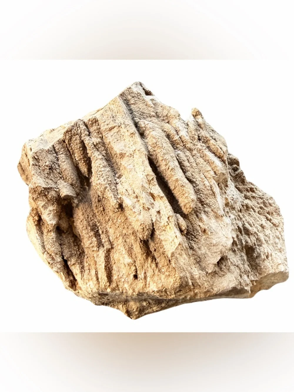 Natural Rough Petrified Wood New Mexico Tan Specimen Gold Quartz UV 5”x4” 1.2 lb